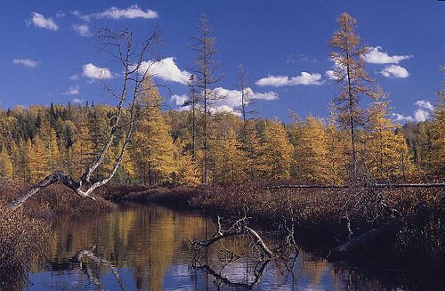 HerbstfarbenAlgonquin.tif