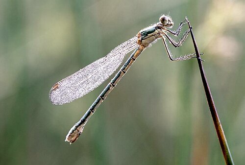 Libelleim Morgentau.tif