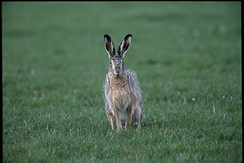 Hase00020006.tif