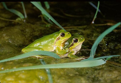 Laubfroschpaarung Amplexus.JPG