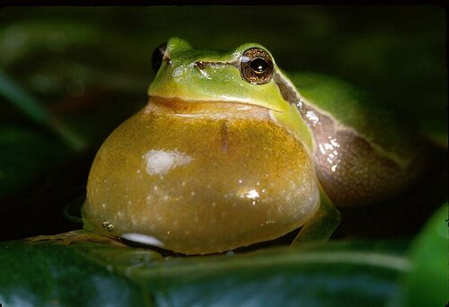 Rufendes Laubfroschmaennchen im Laichgewaesser.JPG