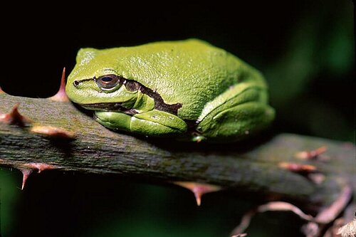 Laubfrosch sonnend auf Brombeerzweig.JPG