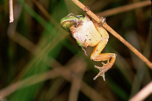Laubfrosch an Flatterbinse h�ngend.JPG