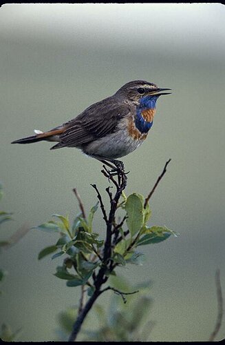 Blaukehlchen.tif