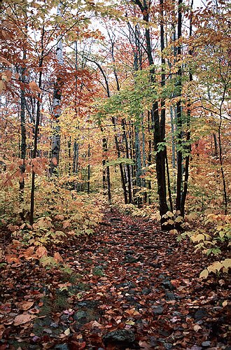 HerbstwaldNA38.tif